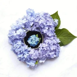 Erstwilder Heartfelt Hydrangea Brooch^ Brooches