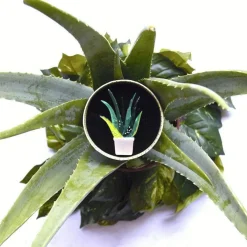 Erstwilder Soothing Sprigs Brooch^ Brooches