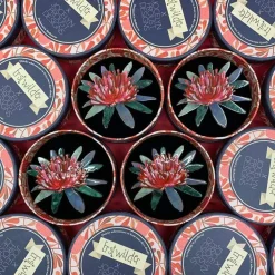Erstwilder Waratah Warmth Brooch^ Brooches